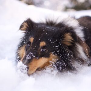 Hund-Schnee