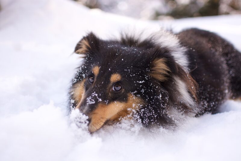 Hund-Schnee