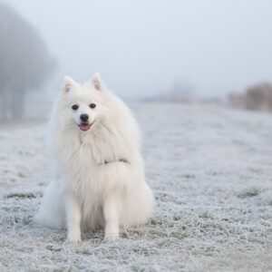 Hund-Winter-Schnee