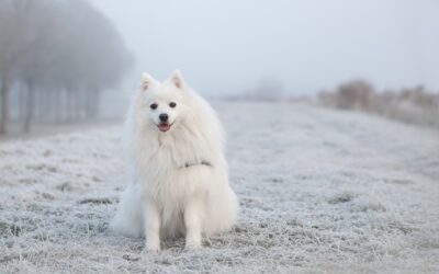 Der Hund im Winter: Tipps und Vorsichtsmaßnahmen