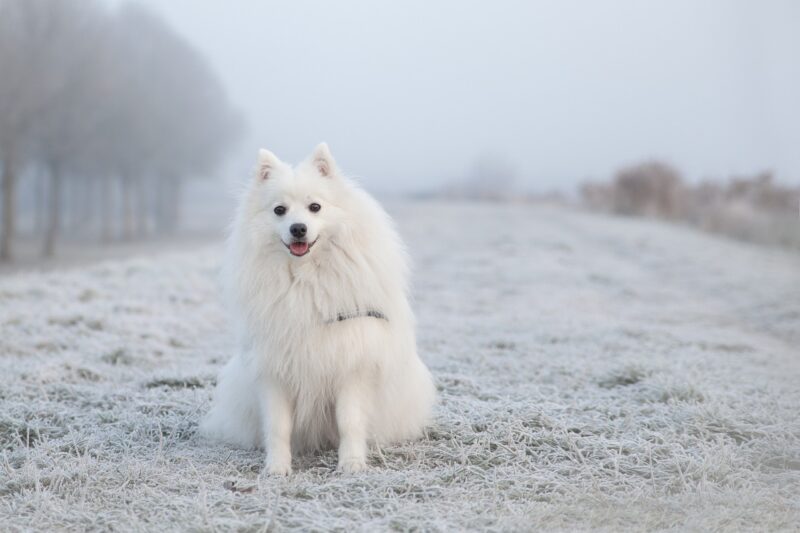 Hund-Winter-Schnee