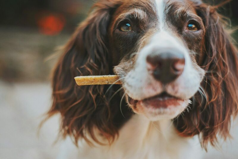 Hund-Hunger-Leckerli