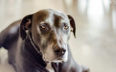 Alter Hund frisst nicht mehr – Schnelle Hilfe!