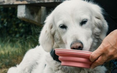 Alter Hund trinkt plötzlich sehr viel