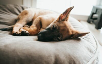 Auch Hunde mögen es bequem