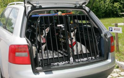 Hundebox für das Auto – Ja oder nein?