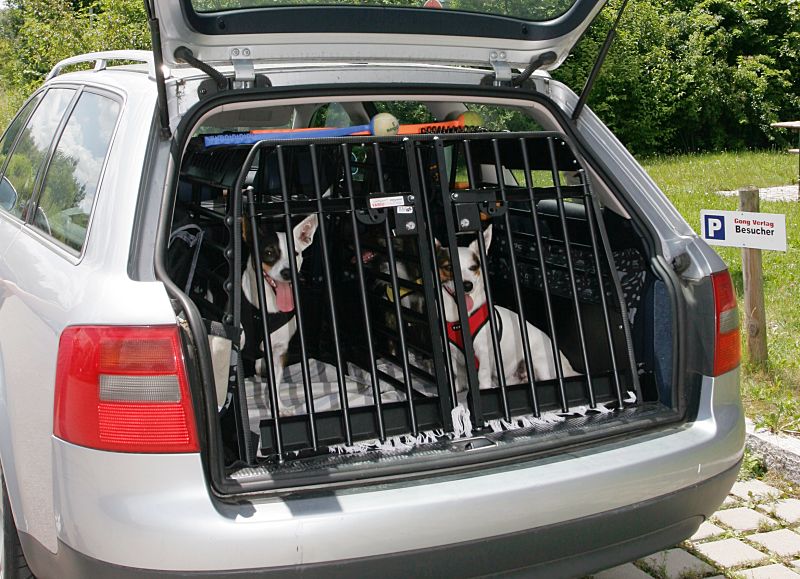 Hundebox für das Auto – Ja oder nein?