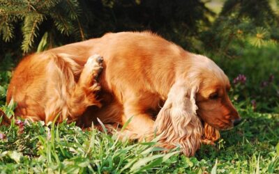 Haarlinge beim Hund
