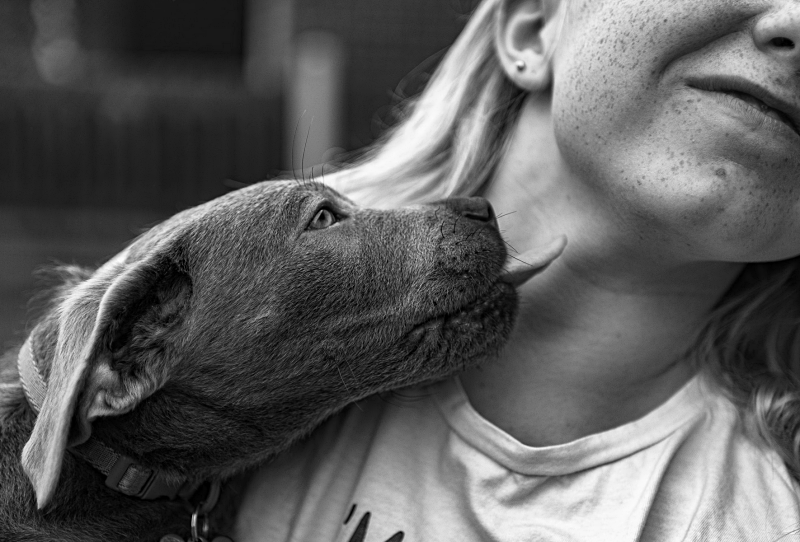 Warum lecken Hunde Menschen ab?