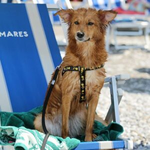 Urlaub-Hund-ohne-Stress