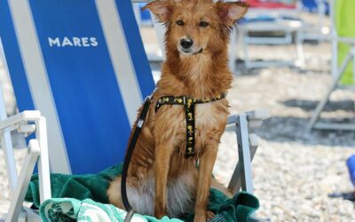 Urlaub mit Hund ohne Stress: Die besten Tipps für unterwegs