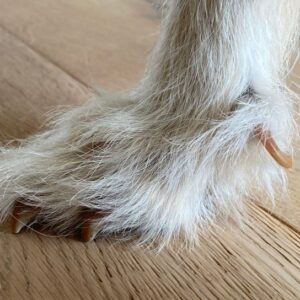 Wolfskralle-Hund