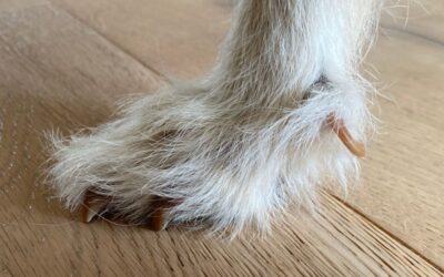 Phänomen Wolfskralle und wie du sie schneiden kannst