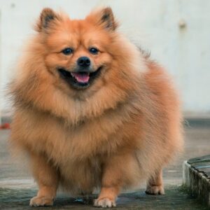 Hund-dick