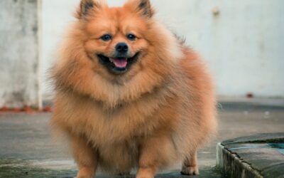 Mein Hund nimmt zu trotz wenig Futter
