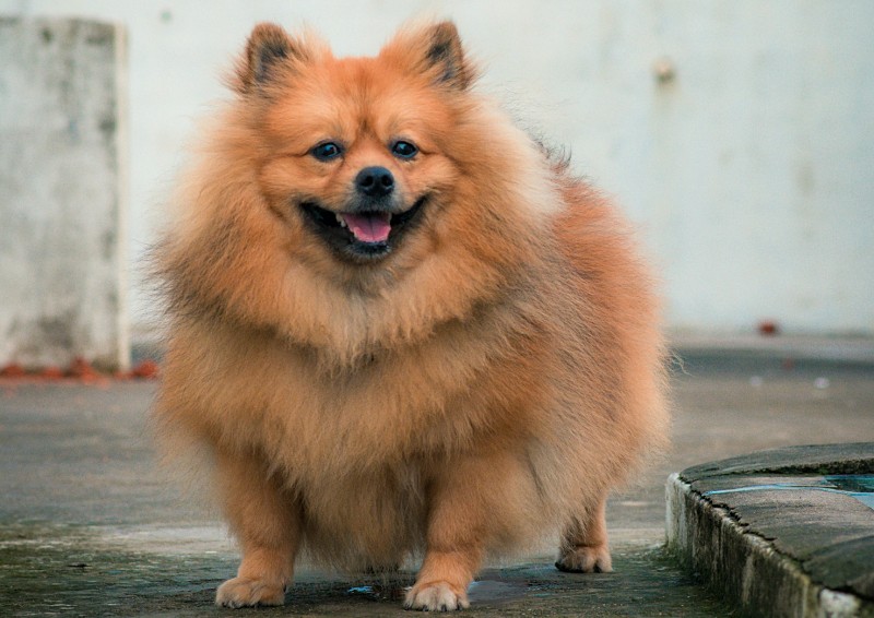 Mein Hund nimmt zu trotz wenig Futter