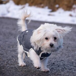 Hundebekleidung – Gesund durch den Winter Hund-mit-Hundemantel