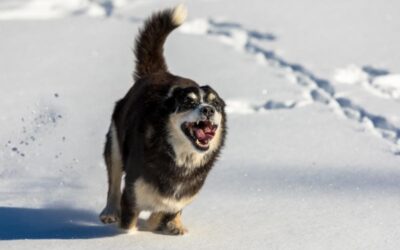 Die Ernährung des Hundes im Winter