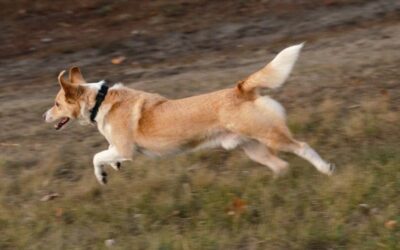 Exploration beim Hund: Wenn er sich beim Gassigehen selbstständig macht