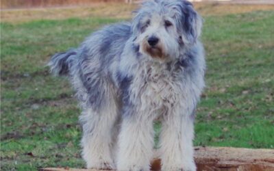 Der Bergamasker Hirtenhund (Cane da Pastore Bergamasco)