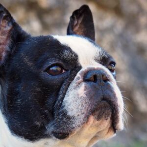 Franzoesische-Bulldogge