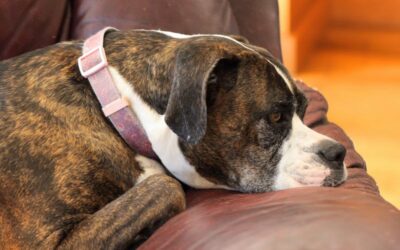 Demenz bei Hunden – Symptome, Test, Behandlung